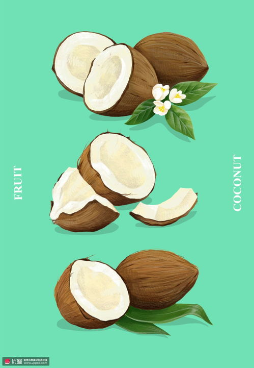 果肉新鮮毛椰海南椰子手繪水果插畫 食品插畫 美味水果 食品插畫 美味水果